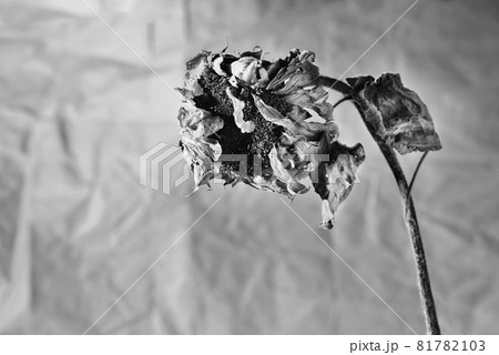 Dried sunflower black and white 81782103