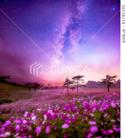 内山牧場のコスモス畑と天の川 81782295