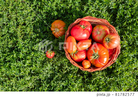 Fresh healthy tomatoes being stocked in basket. Fresh healthy tomatoes being stocked in basket. 81782577