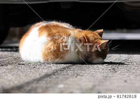 背中を向けて日向ぼっこをしている野良猫 81782619