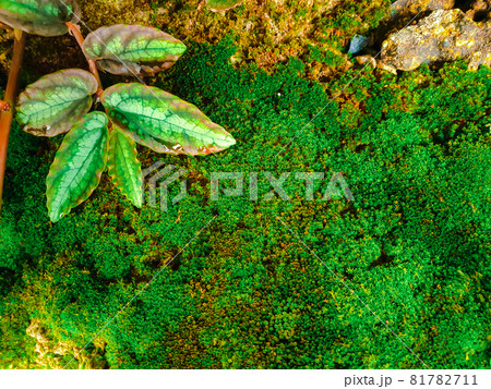 Greenery background of nature plant and leaf Greenery background of nature plant and leaf 81782711