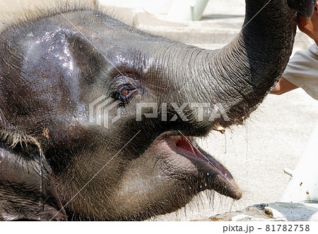 子象の微笑み・インドゾウ 子象の微笑み・インドゾウ 81782758