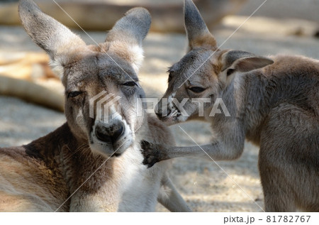 おねだり・カンガルーの親子 81782767