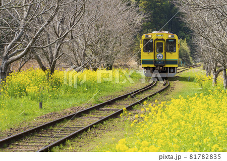 【千葉県】いすみ鉄道と菜の花(総元駅付近) 【千葉県】いすみ鉄道と菜の花(総元駅付近) 81782835