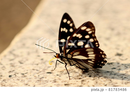 羽を休めるゴマダラチョウのオス 81783486