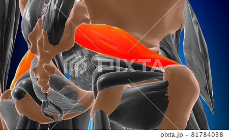 Piriformis Muscle Anatomy For Medical Concept 3D Piriformis Muscle Anatomy For Medical Concept 3D 81784038