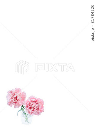 花束　カーネーション　花　贈り物　お礼　多年草 81784226