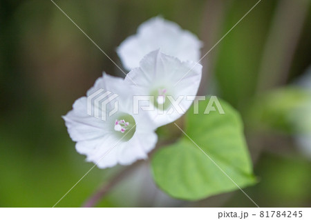 マメアサガオ マメアサガオ 81784245