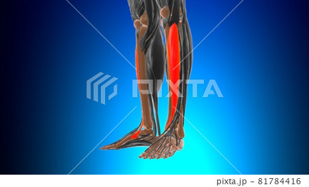 Tibialis anterior Muscle Anatomy For Medical Concept 3D 81784416