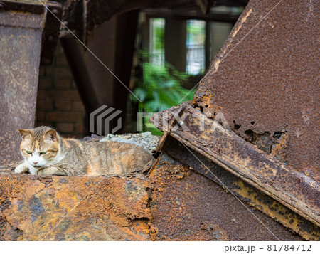 台湾 猫 ねこ 81784712