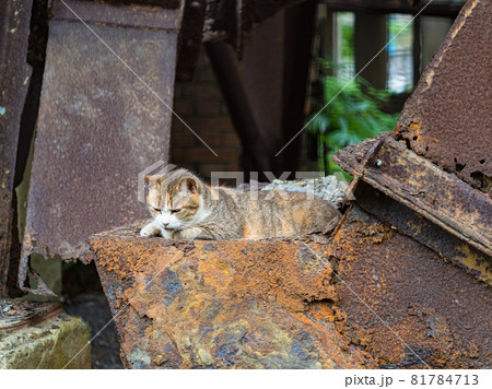 台湾 猫 ねこ 81784713