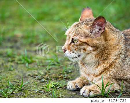 台湾 猫 ねこ 81784725