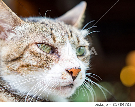 台湾 猫 ねこ 81784732