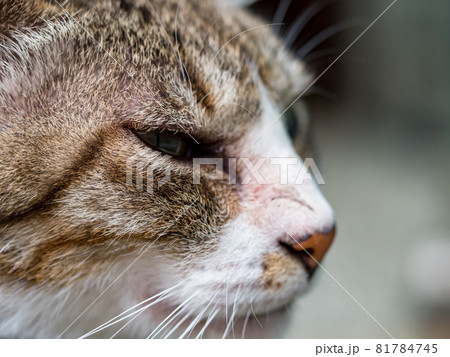 台湾 猫 ねこ 81784745