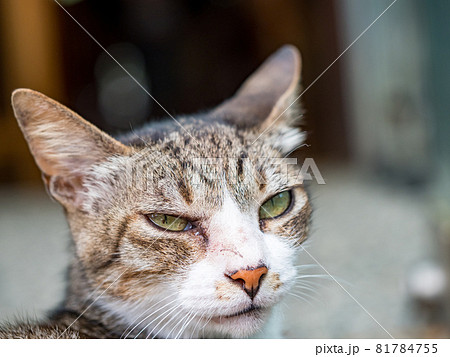 台湾 猫 ねこ 81784755