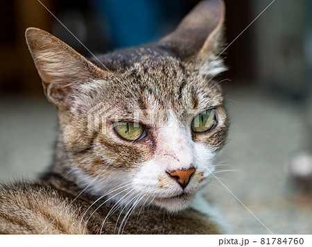 台湾 猫 ねこ 81784760