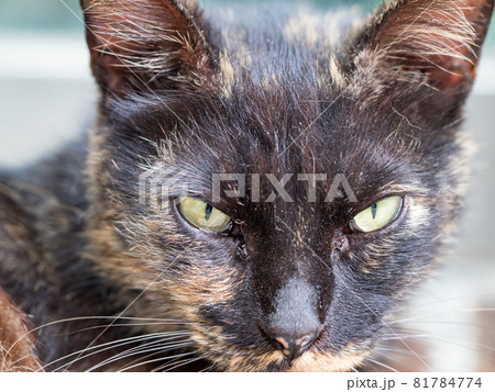 台湾 猫 ねこ 81784774