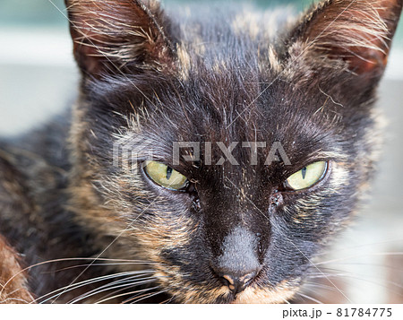 台湾 猫 ねこ 81784775
