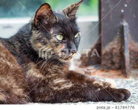 台湾 猫 ねこ 81784776