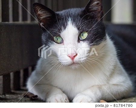 台湾 猫 ねこ 81784780