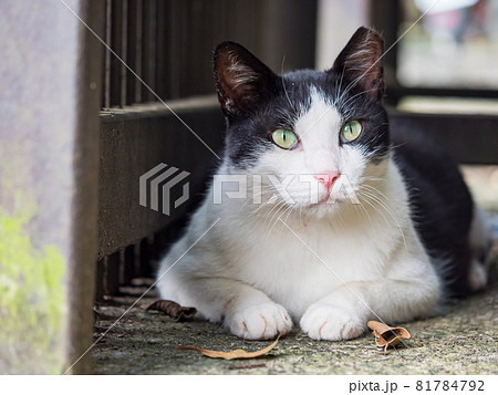 台湾 猫 ねこ 81784792