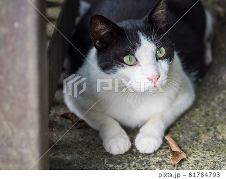 台湾 猫 ねこ 81784793