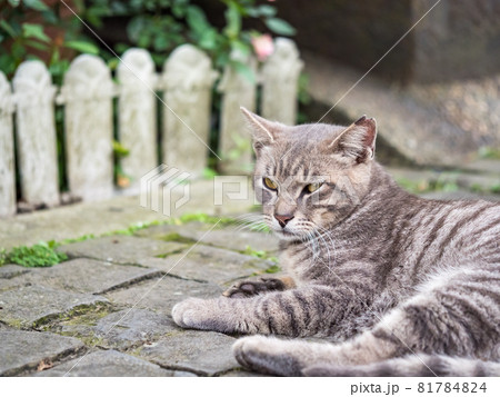 台湾 猫 ねこ 81784824