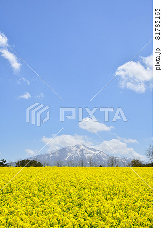 鯵ヶ沢　菜の花畑 81785165