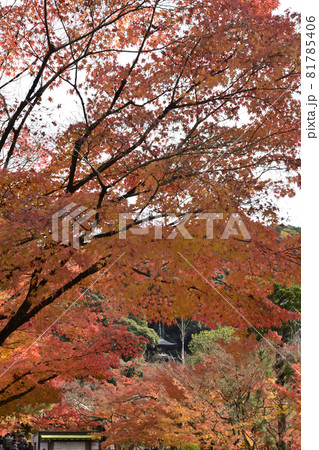 永観堂 禅林寺 多宝塔 永観堂 禅林寺 多宝塔 81785406