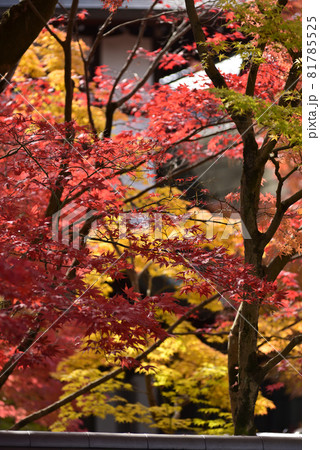 永観堂 禅林寺の紅葉 永観堂 禅林寺の紅葉 81785525