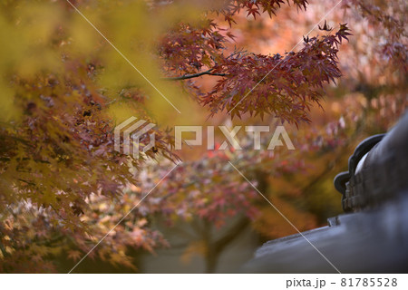 永観堂　禅林寺の紅葉 81785528