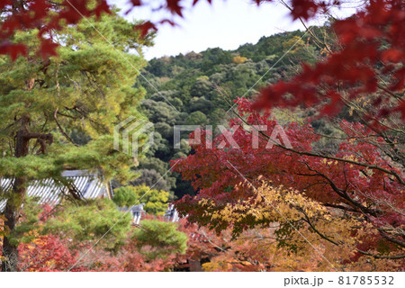 永観堂 禅林寺の紅葉 永観堂 禅林寺の紅葉 81785532