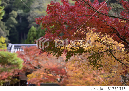 永観堂　禅林寺の紅葉 81785533