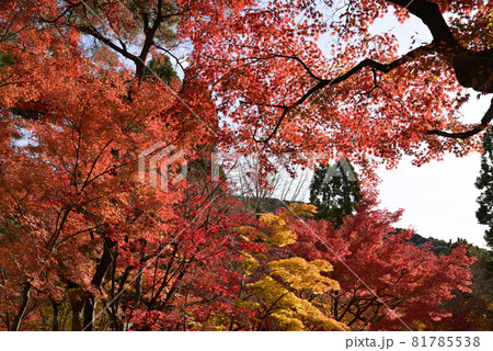 永観堂　禅林寺の紅葉 81785538
