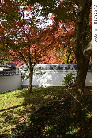 永観堂　禅林寺の紅葉 81785543