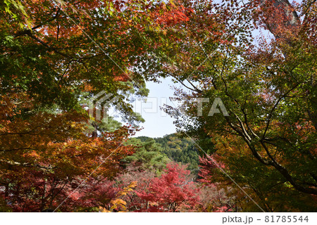 永観堂 禅林寺の紅葉 永観堂 禅林寺の紅葉 81785544