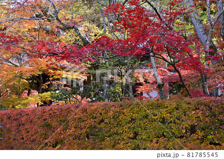 永観堂　禅林寺の紅葉 81785545
