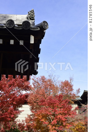 永観堂 禅林寺の紅葉 永観堂 禅林寺の紅葉 81785546