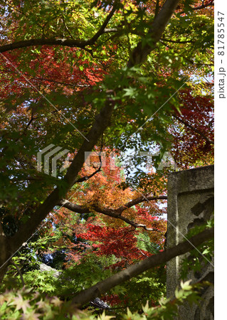 永観堂 禅林寺の紅葉 永観堂 禅林寺の紅葉 81785547
