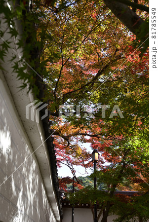 永観堂　禅林寺の紅葉 81785549