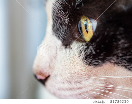 台湾 猫 ねこ 81786230