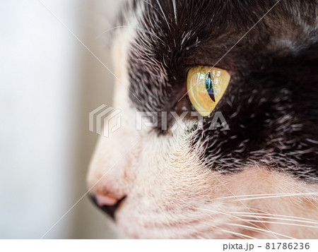 台湾 猫 ねこ 81786236