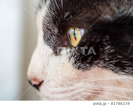 台湾 猫 ねこ 81786239