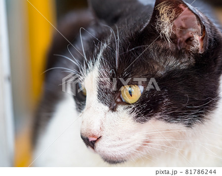 台湾 猫 ねこ 81786244