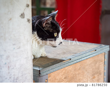 台湾 猫 ねこ 81786250