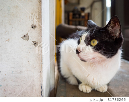 台湾 猫 ねこ 81786266