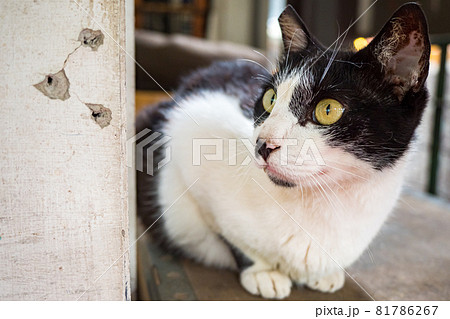 台湾 猫 ねこ 81786267
