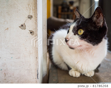 台湾 猫 ねこ 81786268