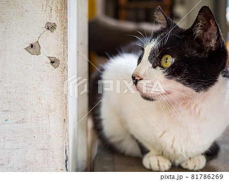 台湾 猫 ねこ 81786269