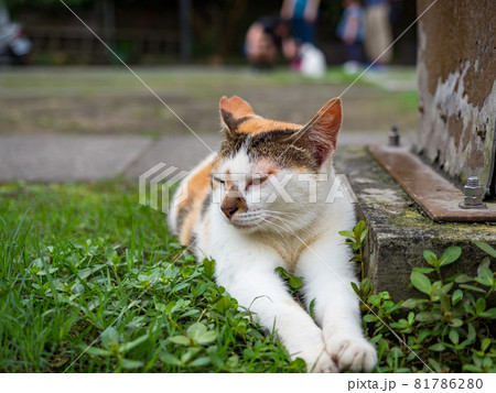 台湾 猫 ねこ 81786280